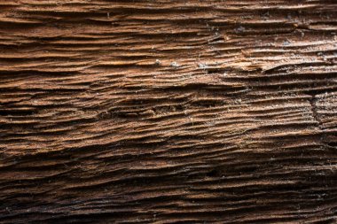 Ağaç kabuğu doku kadar arka plan olarak kapatın