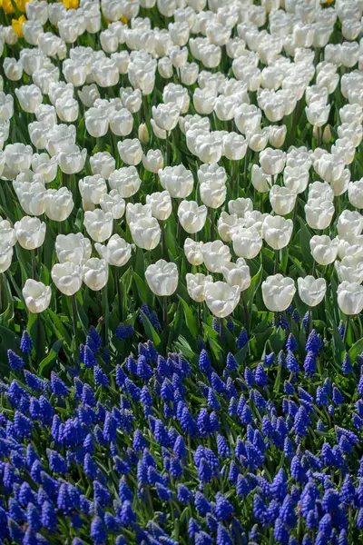 Kolor biały kwitną tulipany wiosną — Zdjęcie stockowe