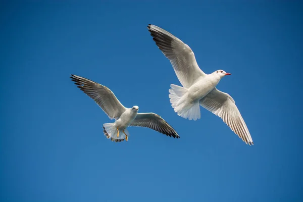Para z seagulls latania na niebiesko niebo — Zdjęcie stockowe