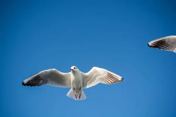 Mavi bir gökyüzü uçan tek martı — Stok fotoğraf