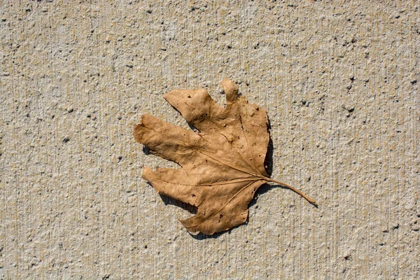 Dry leaf as an Autumn background — Stock Photo, Image