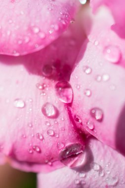 Gül ile suyun üzerinde damla