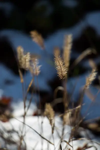 Feuilles sèches comme fond d'automne — Photo