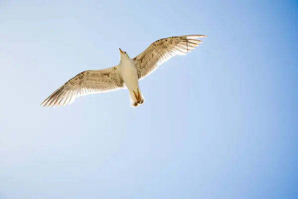Bulutlu mavi bir gökyüzü uçan tek martı — Stok fotoğraf