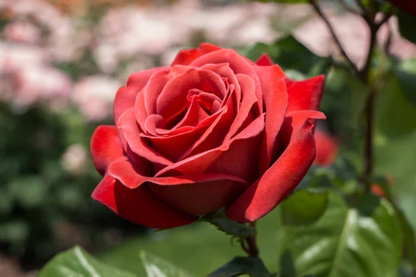Linda flor de rosa colorida — Fotografia de Stock