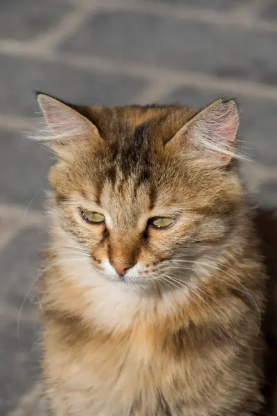 Stray cat is seen  in the street — Stock Photo, Image