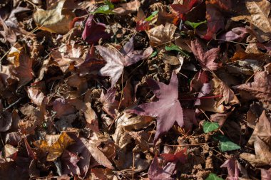 Kuru yapraklı sonbahar arkaplanı 