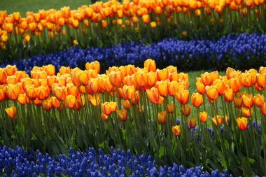 Turuncu renk laleler Bloom bahar 