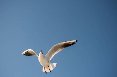 Mavi bir gökyüzü uçan tek martı