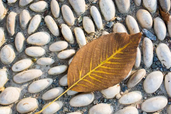 Una Hoja Seca Separada Los Tiempos Otoño — Foto de Stock