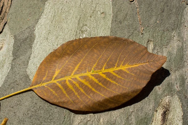 Una Hoja Seca Separada Los Tiempos Otoño —  Fotos de Stock