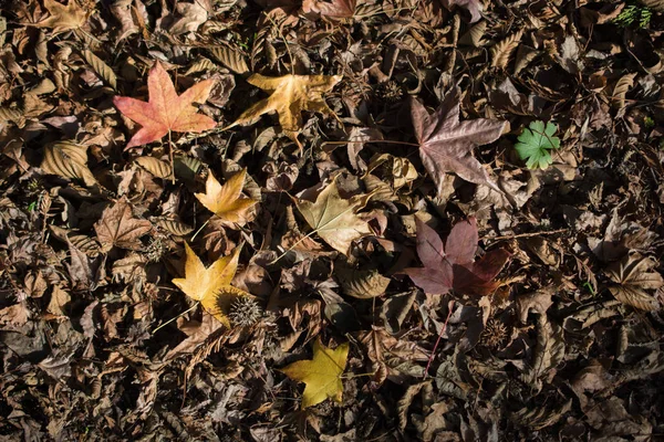 Fondo otoñal con hojas secas — Foto de Stock