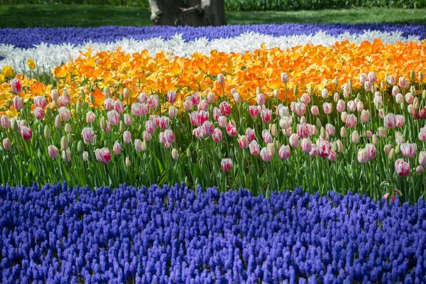 Flores de tulipán de colores florecen en el jardín —  Fotos de Stock