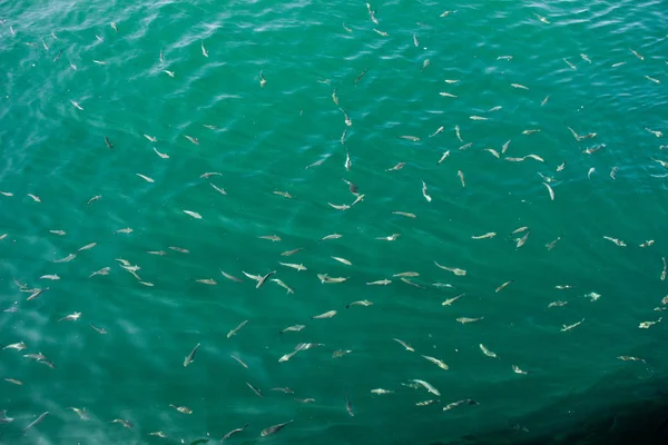 Peixe em abundância na água do mar — Fotografia de Stock