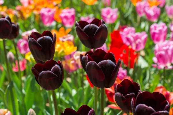 Fleurs de tulipes colorées fleurissent dans le jardin — Photo