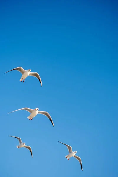 Mouette volant en bleu un ciel — Photo