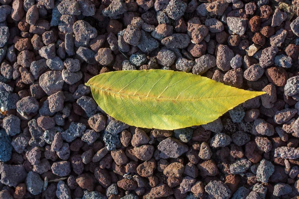 Una Foglia Secca Separata Dei Tempi Autunno — Foto Stock