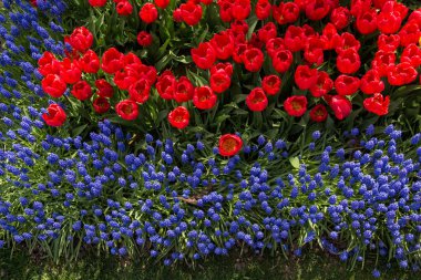 Kırmızı laleler baharda bahçede açar