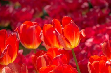 Renkli Lale çiçek çiçek Bahçe