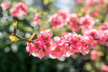 Ağaç çiçek çiçek güzel baharda çiçekler