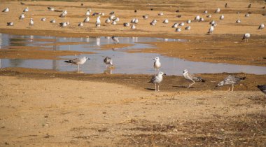 Çamurlu su ile zeminde martılar
