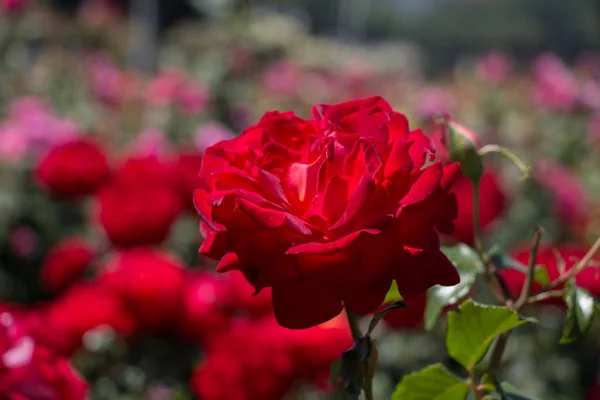 Rose garden with beautiful fresh roses — Stock Photo, Image