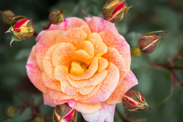 Beautiful Colorful Rose Flower Close View — Stock Photo, Image