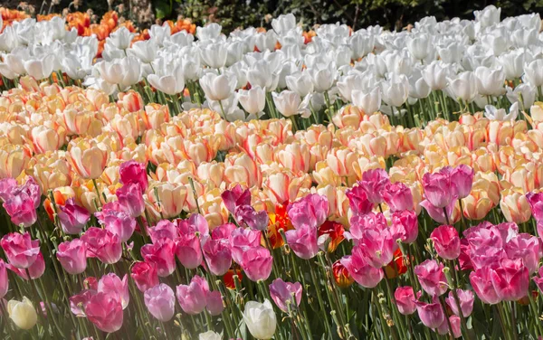 Bunte Tulpenblumen blühen im Garten — Stockfoto