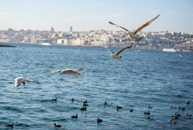 Tek bir martı denizin kıyısında bulunur.