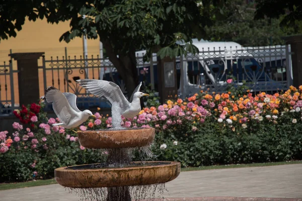 Gaivota Junto Fonte Jardim Rosas — Fotografia de Stock