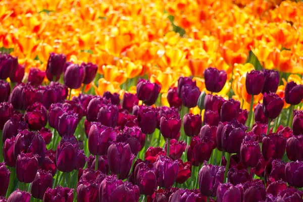 Blommande Färgglada Tulpan Blommor Trädgården Som Blommig Bakgrund — Stockfoto