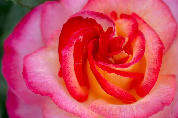 Красиві Свіжі Троянди Крупним Планом — стокове фото