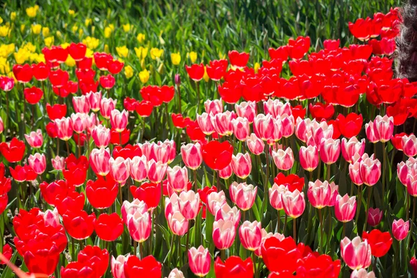 Rote Farbe Tulpen Blühen Frühling Garten — Stockfoto