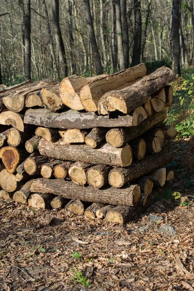 Stapelweise Baumstämme Stapelten Sich Wald — Stockfoto