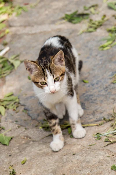 在城市街道上看到的流浪猫 — 图库照片