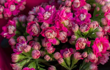 Güzel renkli doğal bahar çiçekleri bir doğa arka planıdır.