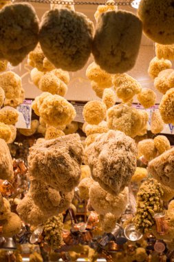 Deniz süngerleri asılı topluluğu 