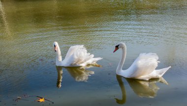 Yalnız kuğular gölde yaşamak