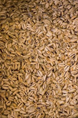 Deniz kabukları aynı tür toplanan 