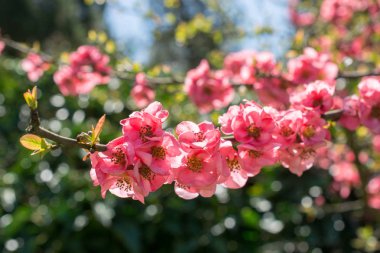 Ağaç çiçek çiçek güzel baharda çiçekler