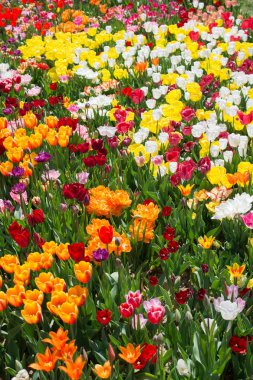 Çiçek arka plan olarak renkli Lale çiçek çiçeklenme