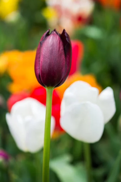 Цветущий в саду цветок тюльпана — стоковое фото