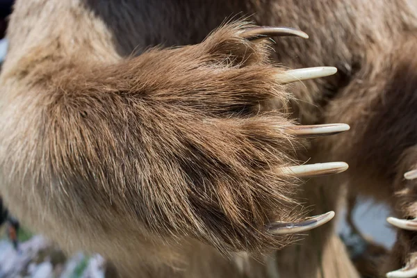 Pata de oso marrón con garras afiladas — Foto de Stock