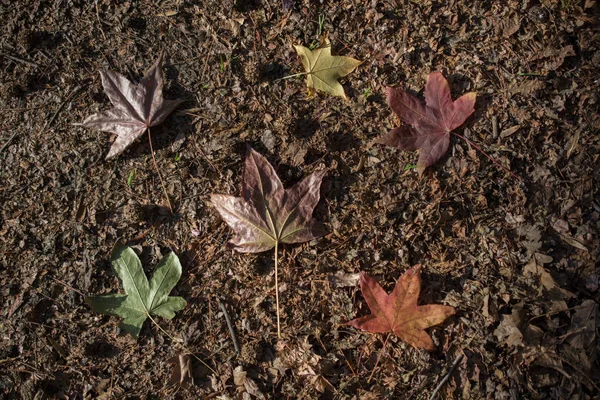 Hojas secas de otoño a la vista —  Fotos de Stock