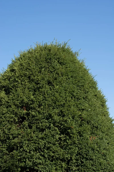 Teil eines Baumes mit Blättern im Garten im Blick — Stockfoto