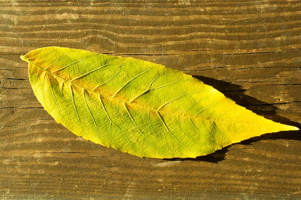 ビューで 1 つの独立した乾燥葉 — ストック写真