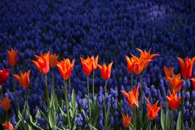 Bahçede renkli lale çiçekleri açar.