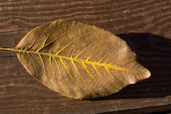 Grande Foglia Secca Vista Vicino Concetto Natura — Foto Stock