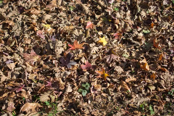 마른 잎으로 땅을 배경으로 — 스톡 사진