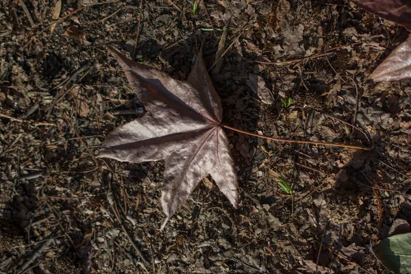 Una foglia secca separata in vista — Foto Stock